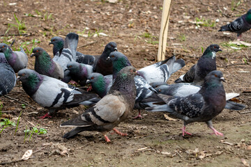 Pigeons forage on the ground in a city park during daytime
