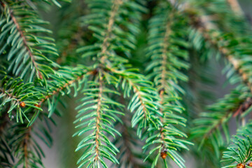 Close-up of evergreen tree branches showcasing vibrant green needles