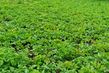 Potato field with lush green foliage under overcast skies