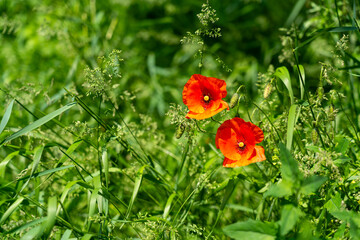 Vibrant orange flowers bloom amidst lush green grass in spring
