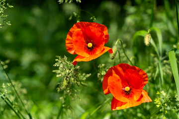 Obraz premium Bright red poppies bloom in a lush green meadow during summer