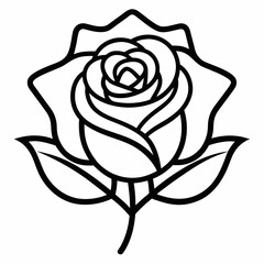 rose vector illustration