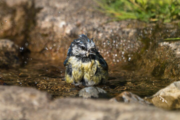 A small, wet Eurasian blue tit with ruffled blue and yellow feathers is captured at eye level as it...