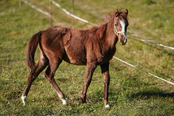 Brown Arabian horse walking on grass field at ranch or farm, afternoon sun shines over