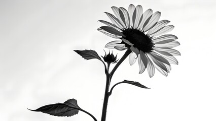 Daisy Silhouette Against Light, Flower, Bloom