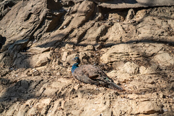Group of Peacocks in Natural Daylight Setting