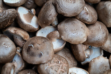 shiitake mushroom on sale at the grocery