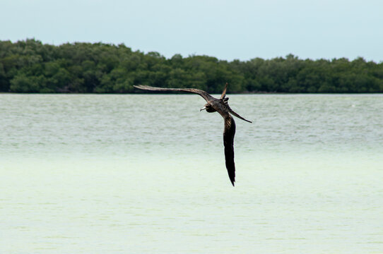 Tropical frigate bird with open large wings  flying over the blue Caribbean Sea with green mangrove in the background on the Yucatan peninsula coastline on a sunny day