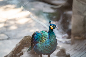 Fototapeta premium Group of Peacocks in Natural Daylight Setting