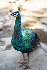Fototapeta premium Group of Peacocks in Natural Daylight Setting