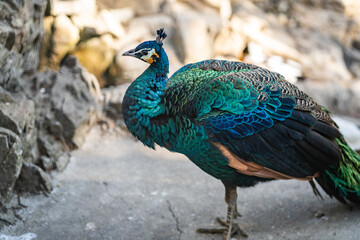 Fototapeta premium Group of Peacocks in Natural Daylight Setting