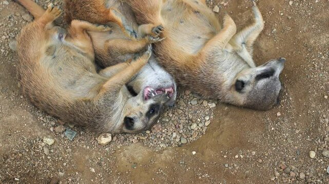 Group of meerkat mongoose animals playing, lying on back over sandy ground, scratching and biting each other, view from above