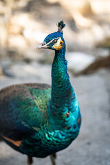 Fototapeta premium Group of Peacocks in Natural Daylight Setting
