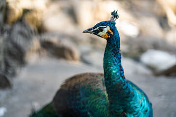 Group of Peacocks in Natural Daylight Setting