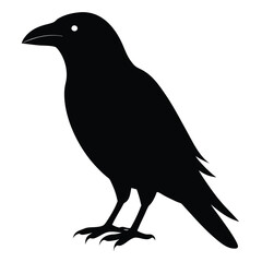 Fototapeta premium Striking Silhouette of a Standing Raven Bird with Precise Details Isolated on White