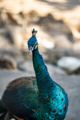 Group of Peacocks in Natural Daylight Setting