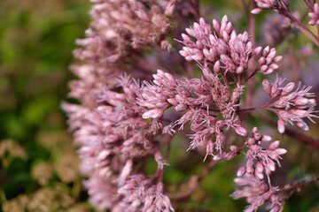 Sedum garden plants, flowers close-up, flowering green plant