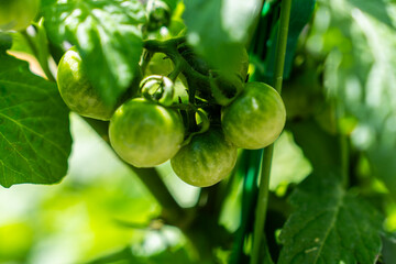 tomatoes growing on the plant