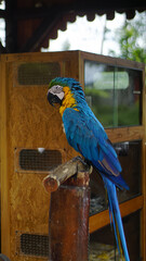 blue and yellow macaw © Farid