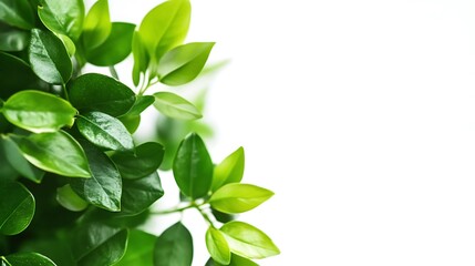 Obraz premium Lush Green Leaves Against White: A Verdant Display of Natural Beauty