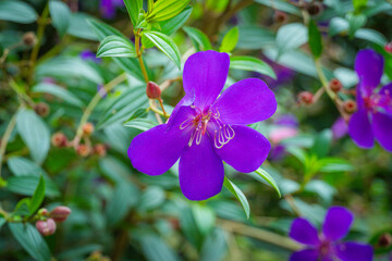 violet flowers in the garden