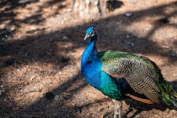 Group of Peacocks in Natural Daylight Setting