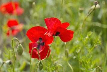 pure red poppies and stalk with poppy seeds blowing gently in the wind, green background, poppy in...