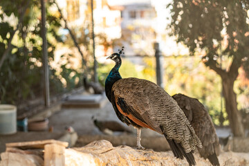 Group of Peacocks in Natural Daylight Setting