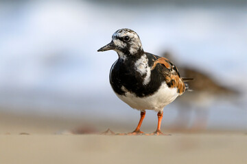 Turnstone, Ruddy Turnstone, Arenaria interpres, adult bird summer plumage
Norfolk