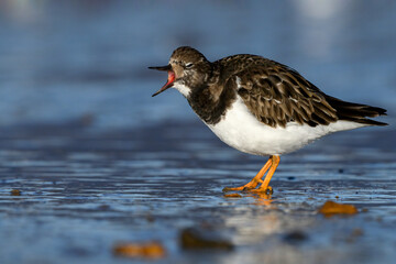 Turnstone, Ruddy Turnstone, Arenaria interpres, adult bird yawning
Norfolk