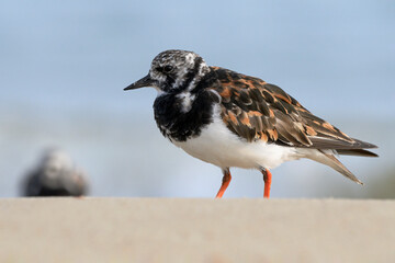 Turnstone, Ruddy Turnstone, Arenaria interpres, adult bird 
Norfolk