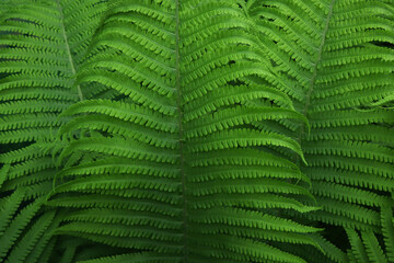 Macro photography of fern leaves. Botanical nature background.