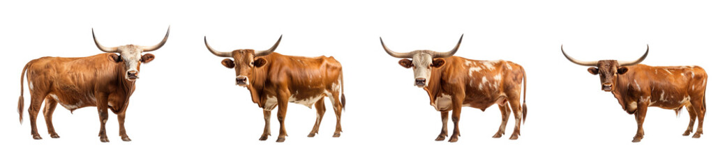 A collection of Longhorn cows isolated on a transparent background