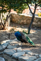 Group of Peacocks in Natural Daylight Setting