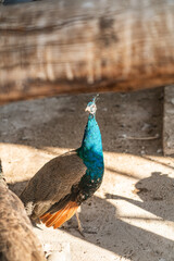 Group of Peacocks in Natural Daylight Setting
