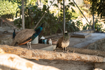 Group of Peacocks in Natural Daylight Setting