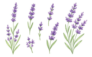 Naklejka premium Adobe Illustrator Artwork