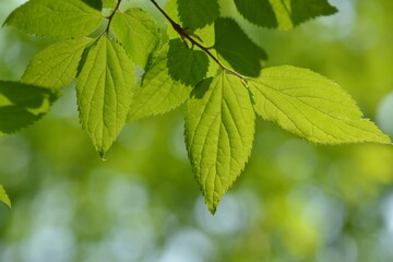 Celtis koraiensis, known as Korean nettle tree, photographed in Korea showing serrated leaves and natural growth in forest settings.