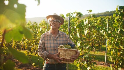 Adult Caucasian grape grower standing between bushes with harvest. Holding basket with tasty fruit....