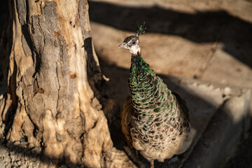 Group of Peacocks in Natural Daylight Setting