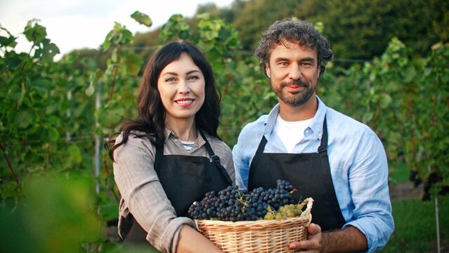 Camera view of Caucasian couple holding with hands large basket full of tasty grapes. People in aprons having good feelings after harvesting organic food. Enjoying to grow natural fruits on plantation - Powered by Adobe