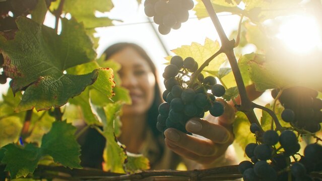 Close camera view of woman's hand holding red grapevine. Female observing ripe fruit in blurred background. Checking grape quality or ripeness. Concept of harvest. Picking agricultural food. - Powered by Adobe