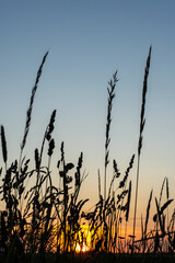 Wild grass silhouettes at sunset on summer field with colorful sky in background. Concept of rural nature, peaceful evening and countryside landscape.