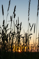 Evening sunlight shining through tall meadow grass on tranquil summer day. Concept of quiet countryside, golden hour and natural simplicity.