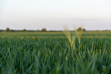 Two ripe barley spikes standing tall in lush green wheat field under clear sky on peaceful summer evening. Concept of agricultural growth, rural landscape, farming season, and natural harvest cycle.