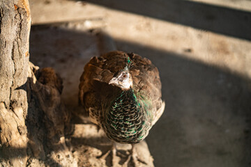 Group of Peacocks in Natural Daylight Setting