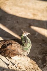 Group of Peacocks in Natural Daylight Setting