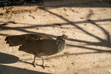 Group of Peacocks in Natural Daylight Setting