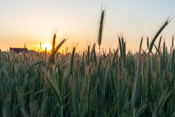 Fresh green wheat spikes growing in agricultural field at sunset with soft golden light. Concept of sustainable farming, countryside calm and seasonal crops.