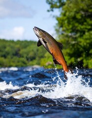 Fototapeta premium A salmon jumping out of the water of a river. 